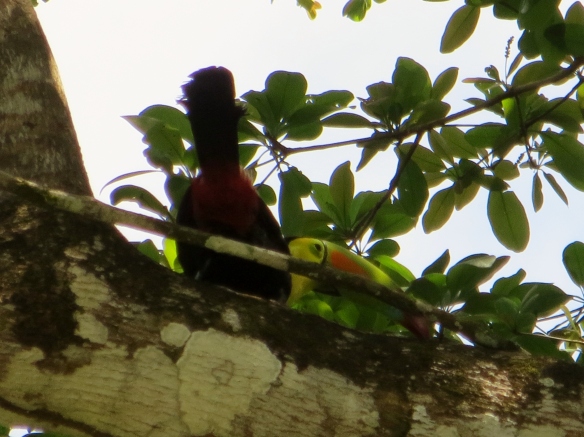 Bird Butt Shot - Toucan at Lower Dover Belize Jungle Lodge