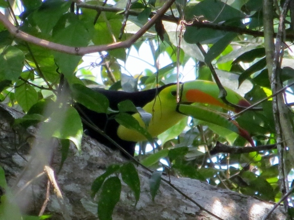 Toucan in the rainforest 
