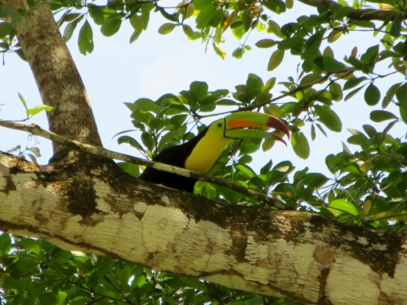 Birdwatching at it's best in Belize at Lower Dover Jungle Lodge