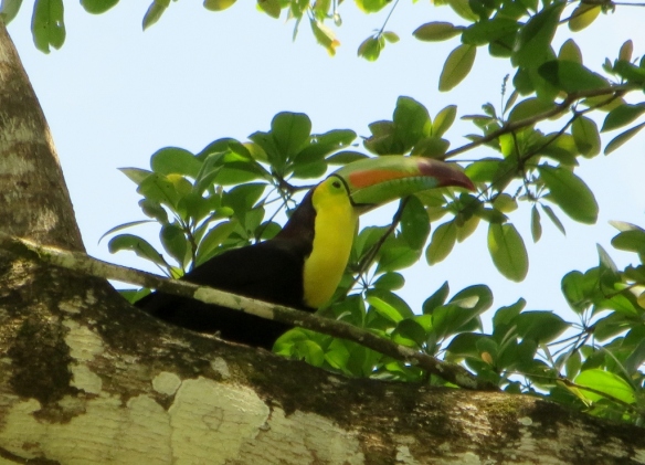 Birder's Paradise - Toucan at Lower Dover 