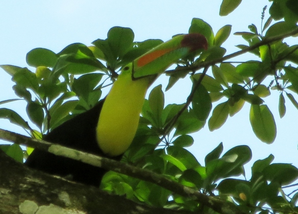 Toucan photos curtosey of Lower Dover Belize Jungle Lodge