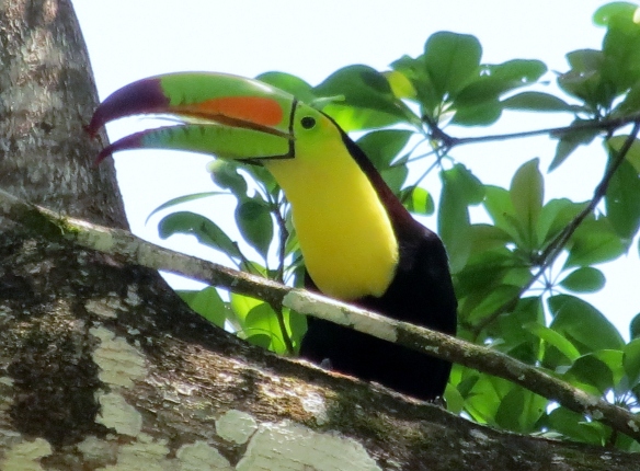 Toucan pic while "croaking"