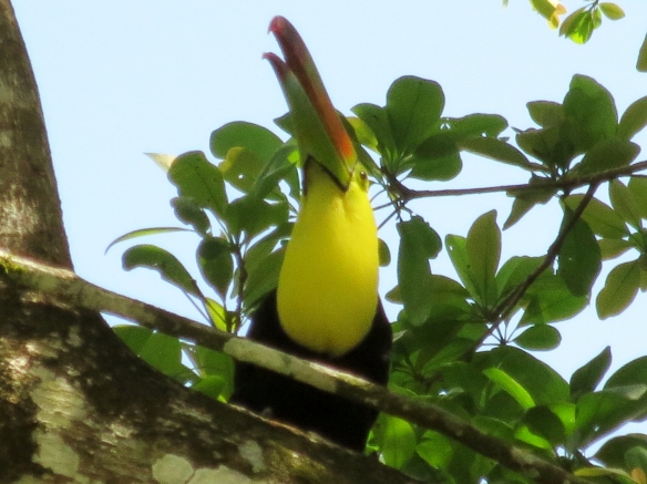 Toucan calling to its mates